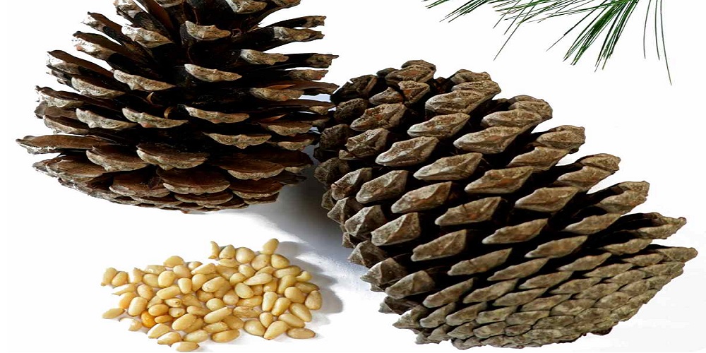 میوه درخت کاج