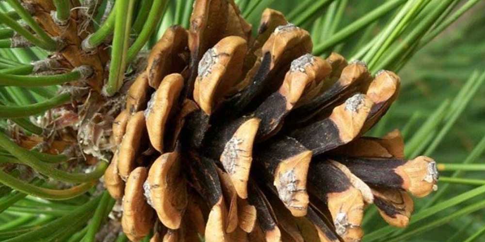 میوه درخت کاج