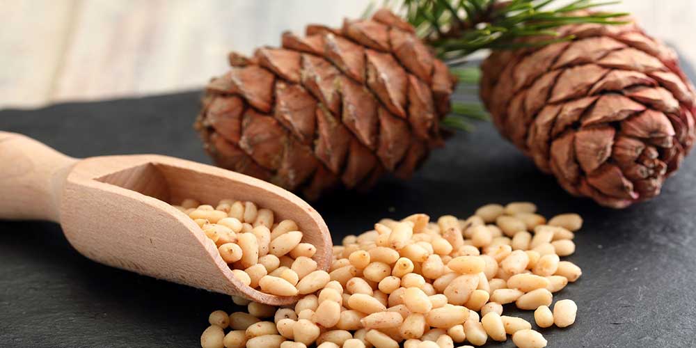 میوه درخت کاج